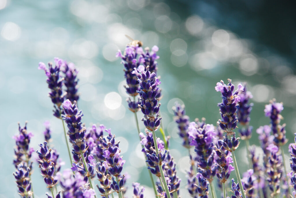 Foto von Lavendel-Blüten